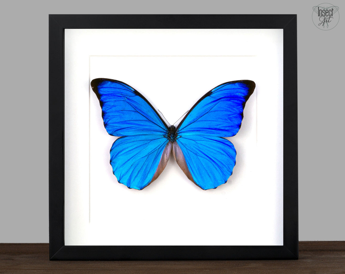 Morpho anaxibia ♂  Schmetterling InsectArt
