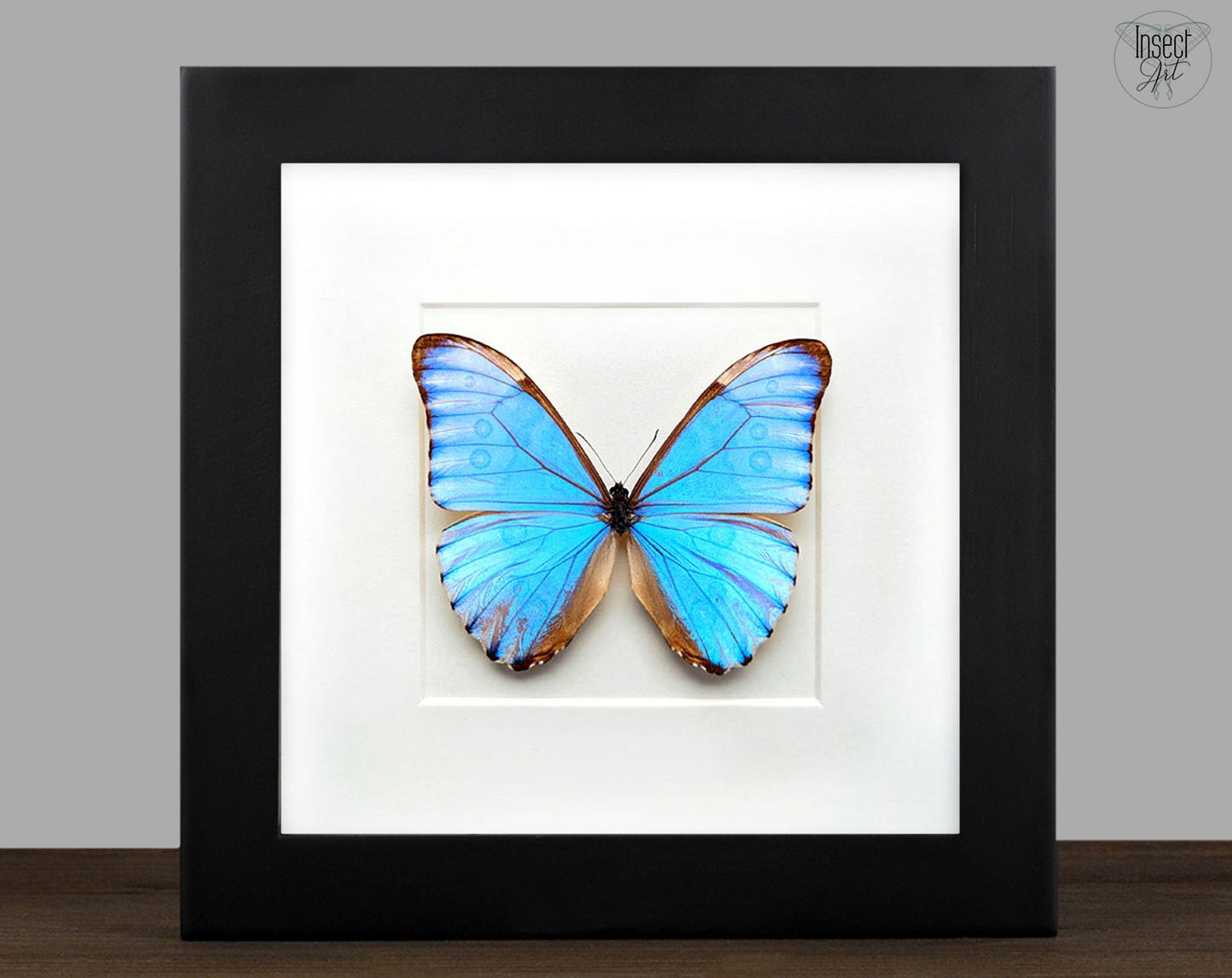 Morpho aurora ♂  Schmetterling InsectArt