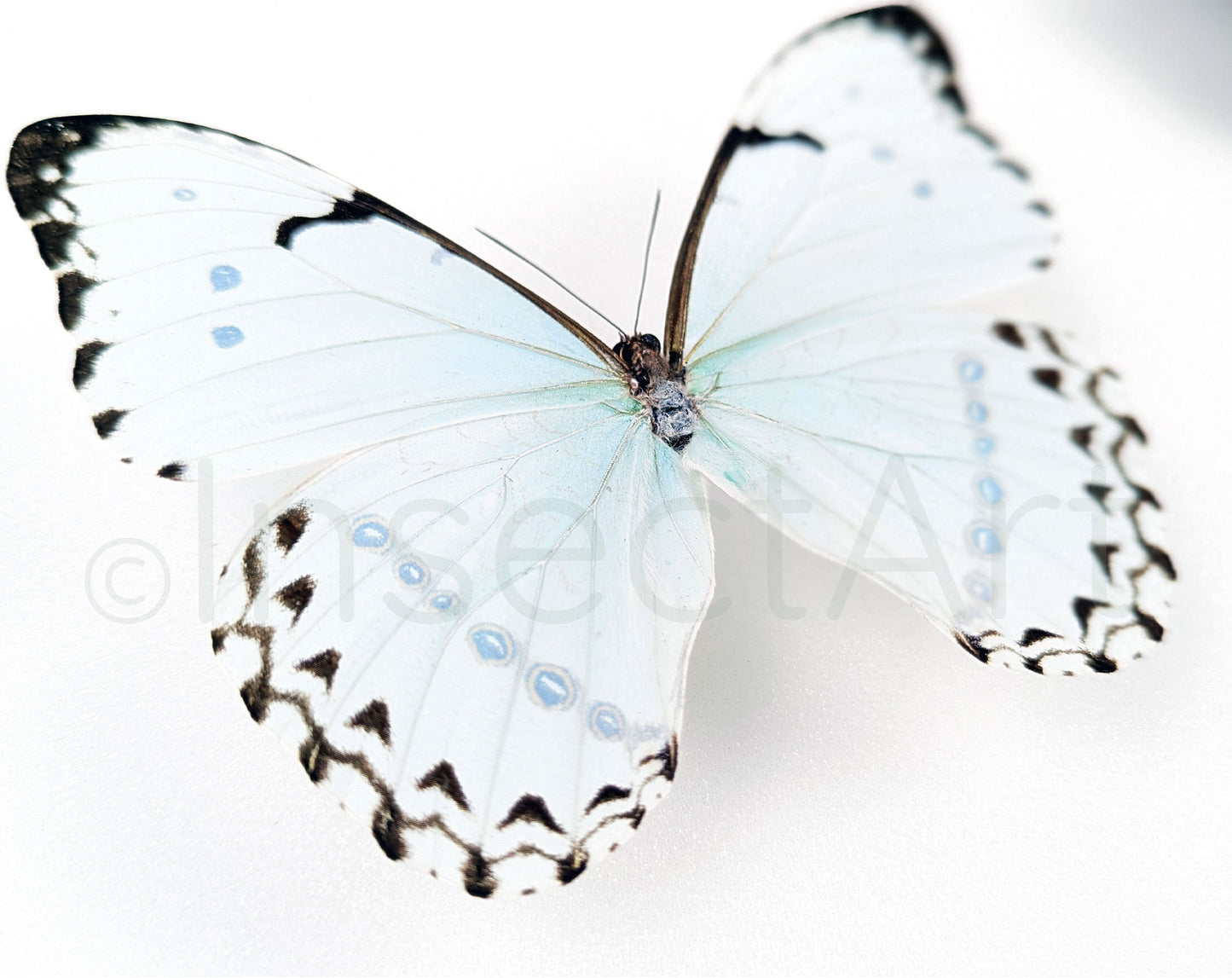 Morpho catenarius ♂  Schmetterling InsectArt