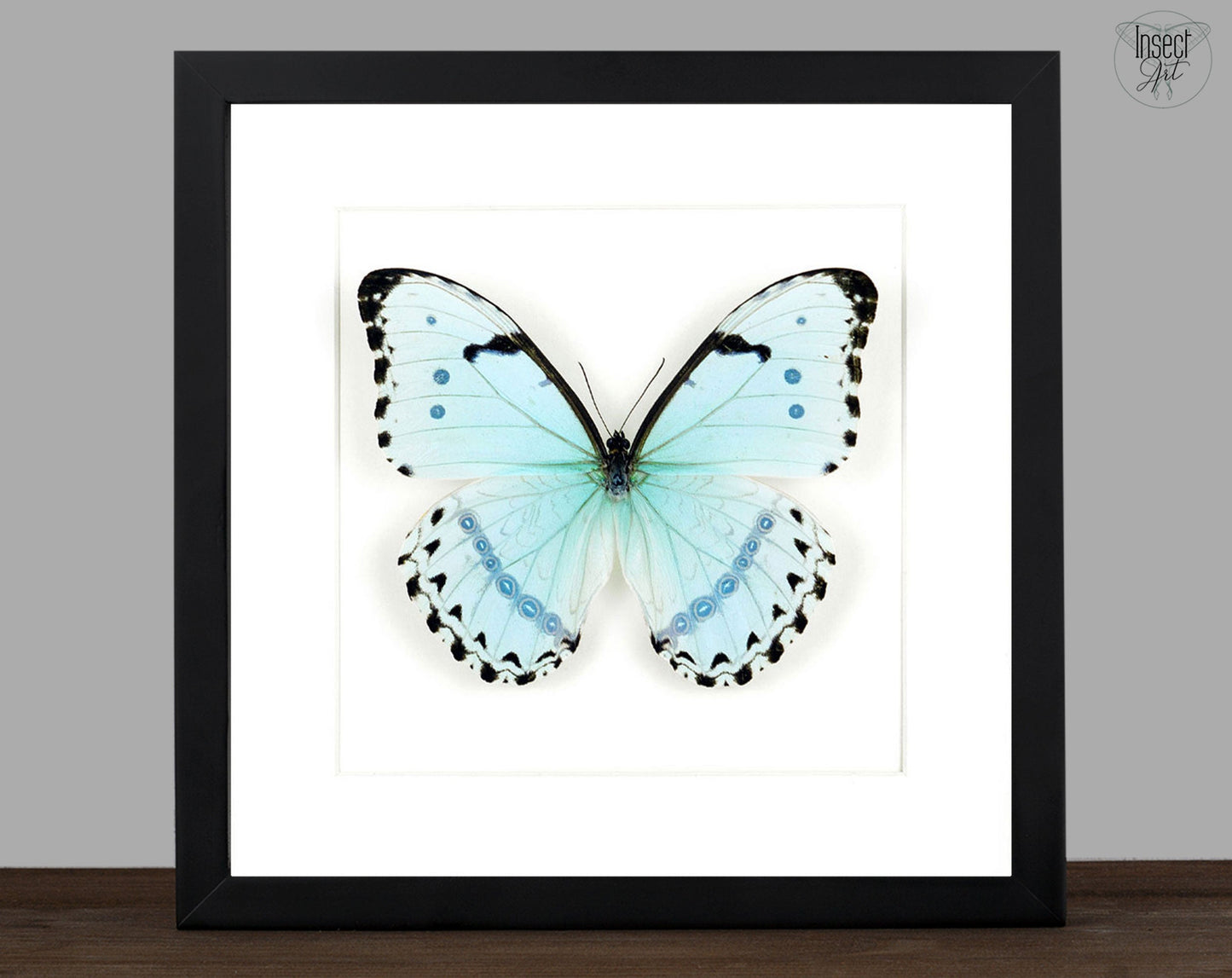 Morpho catenarius ♂  Schmetterling InsectArt