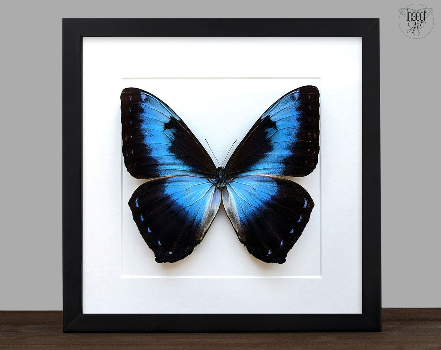 Morpho cisseis ♂  Schmetterling InsectArt