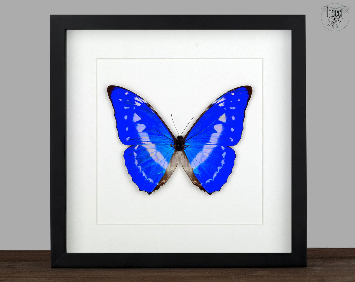 Morpho cypris ♂  Schmetterling InsectArt