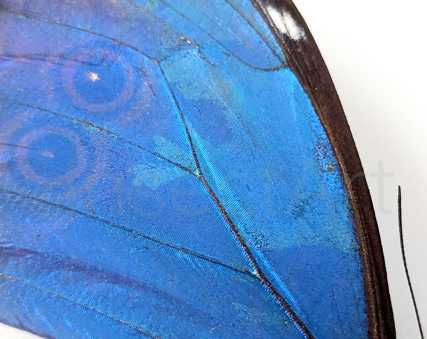 Morpho didius ♂ A2  Schmetterling InsectArt