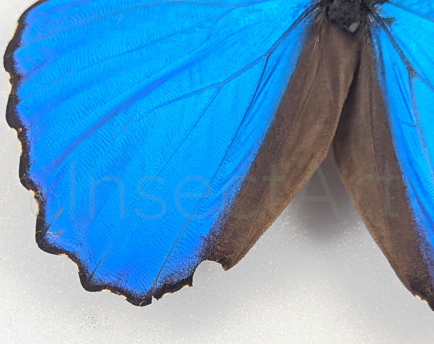 Morpho didius ♂ A2  Schmetterling InsectArt