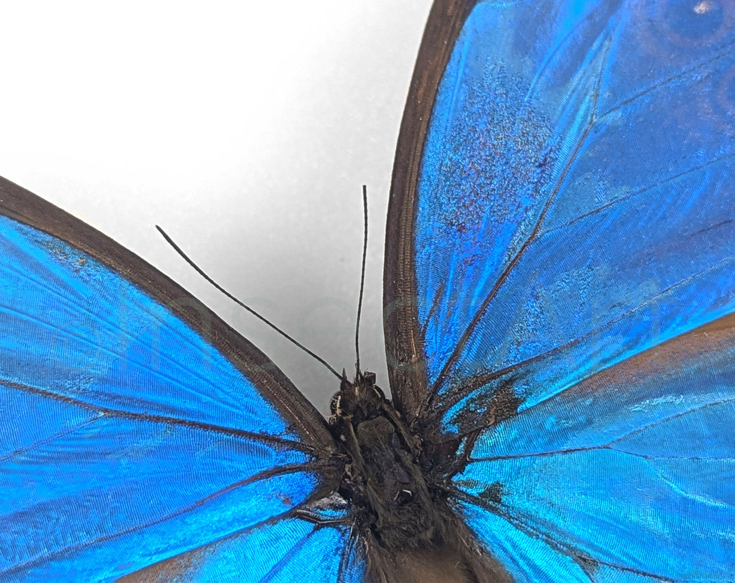 Morpho didius ♂ A2  Schmetterling InsectArt