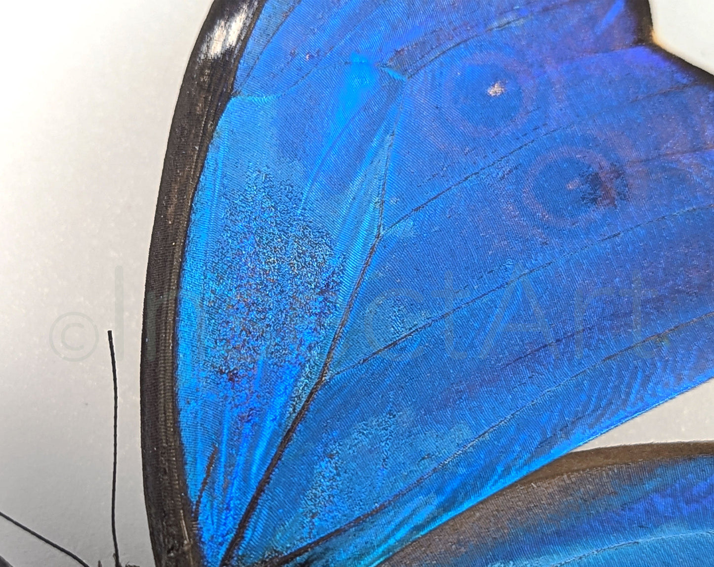 Morpho didius ♂ A2  Schmetterling InsectArt