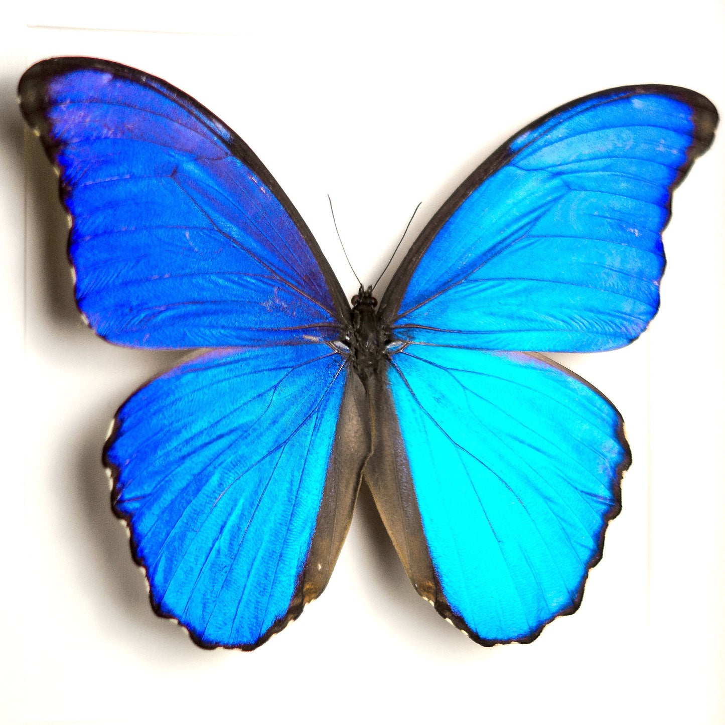 Morpho didius ♂  Schmetterling InsectArt