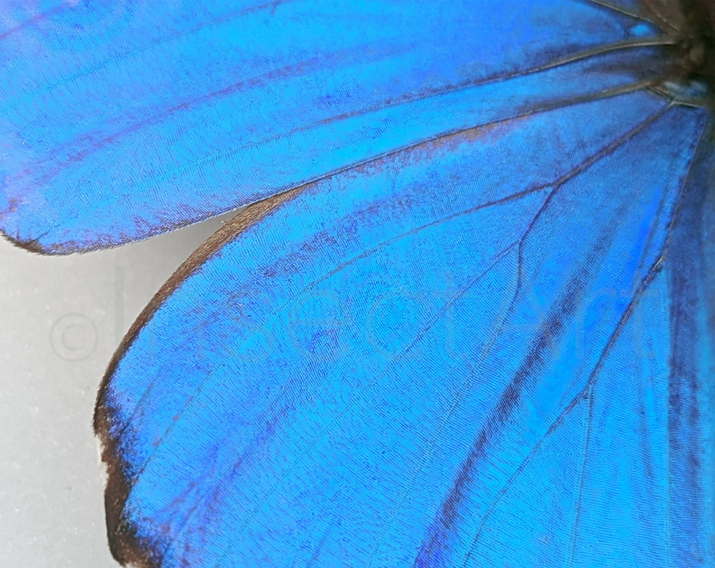 Morpho didius ♂  Schmetterling InsectArt