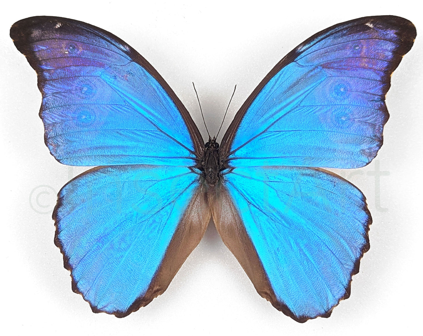 Morpho didius ♂  Schmetterling InsectArt