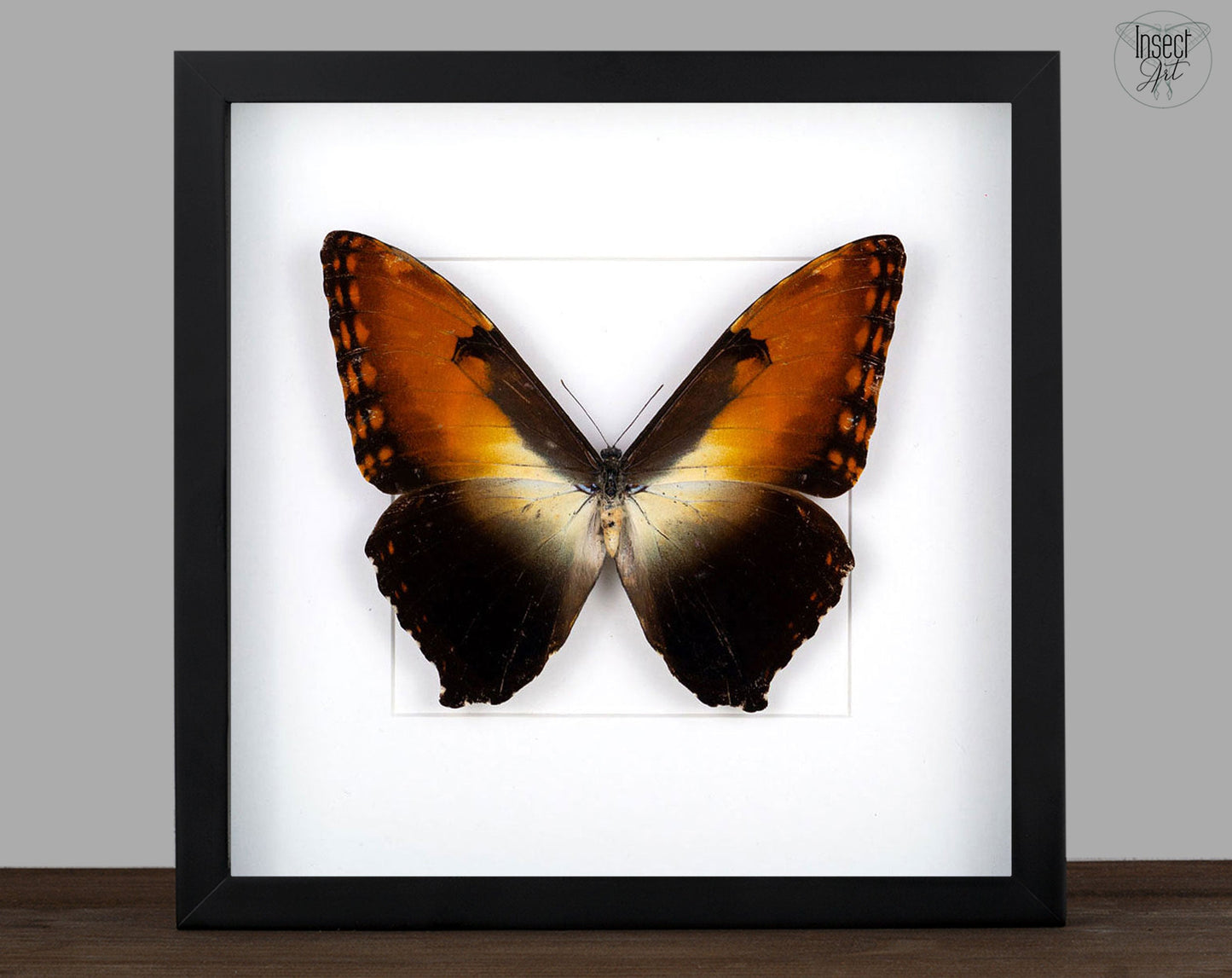 Morpho hecuba ♂  Schmetterling InsectArt