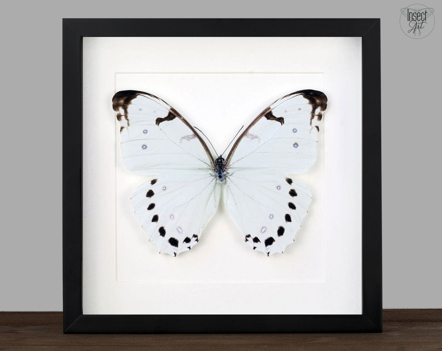 Morpho luna ♂  Schmetterling InsectArt