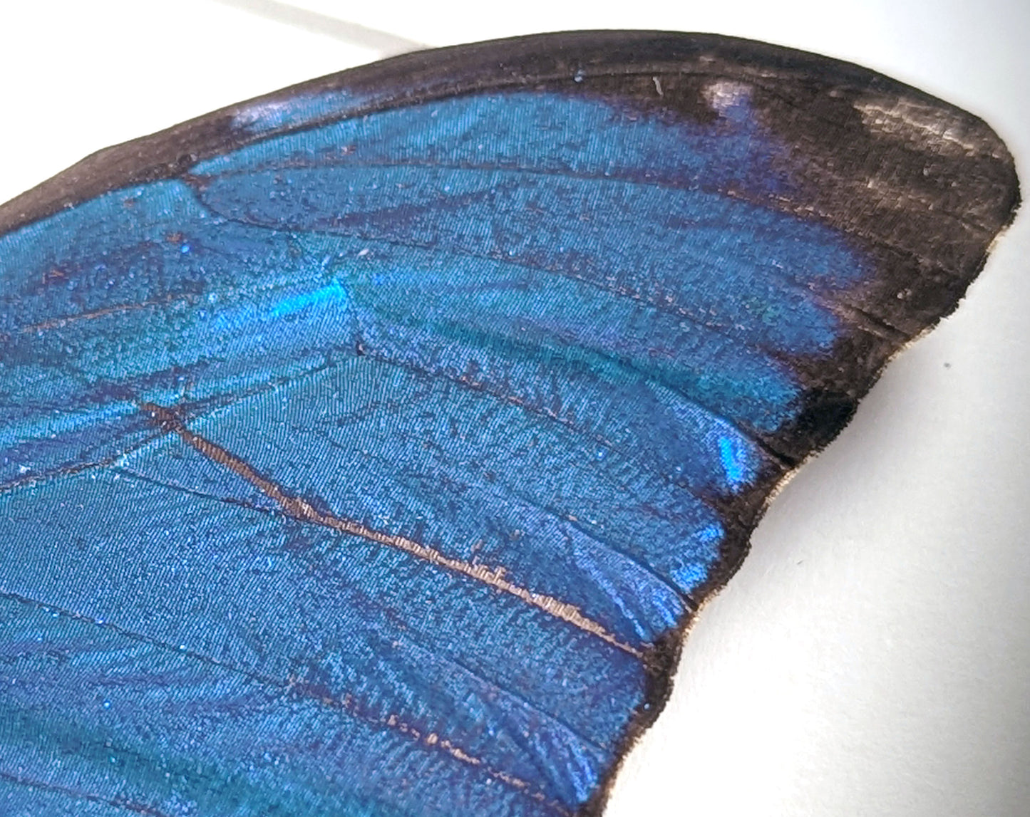 Morpho Ménélas ♂