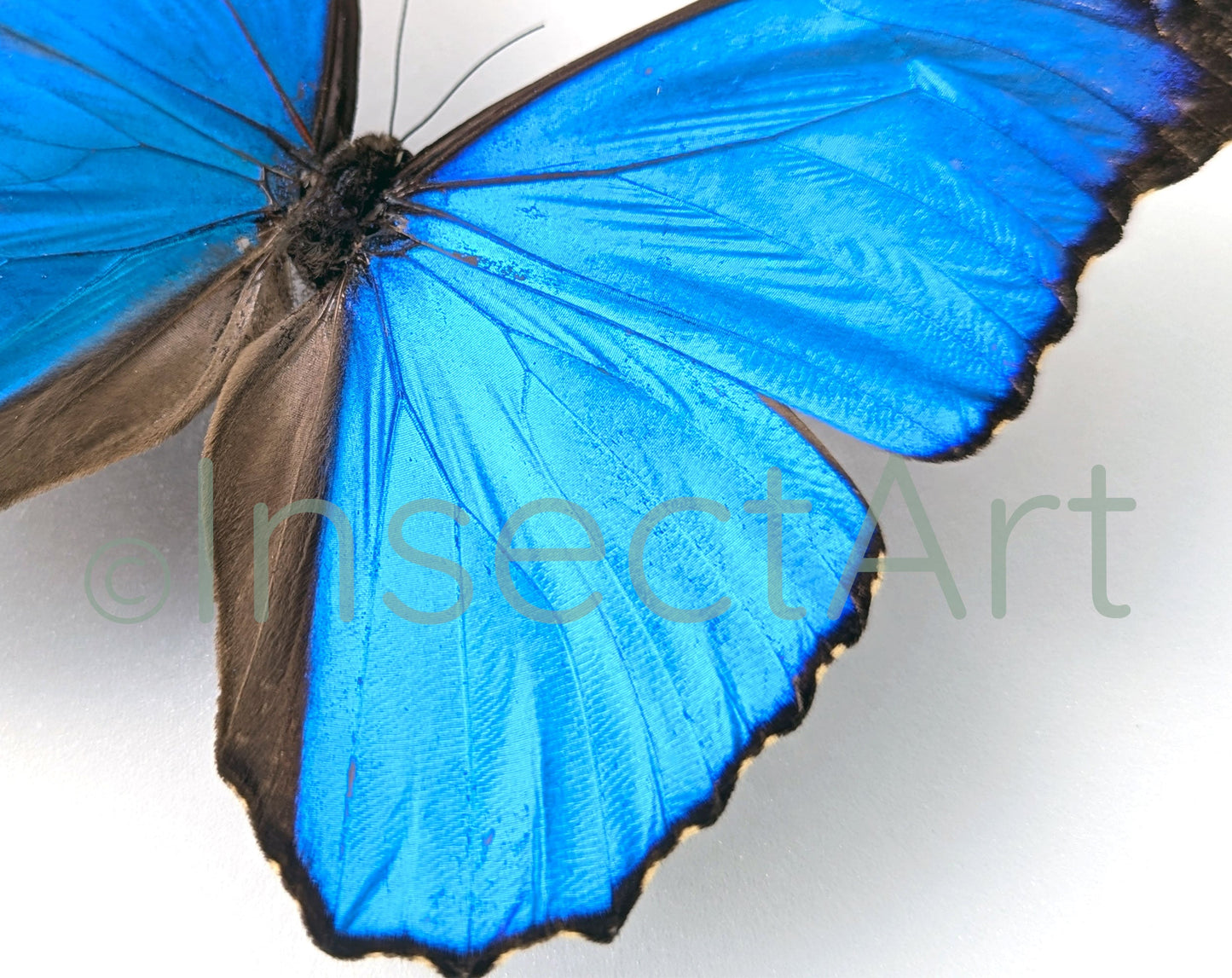 Morpho menelaus ♂  Schmetterling InsectArt