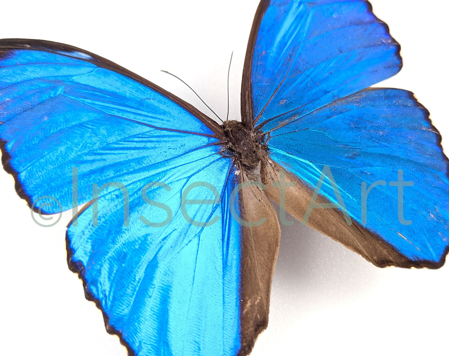 Morpho menelaus ♂  Schmetterling InsectArt