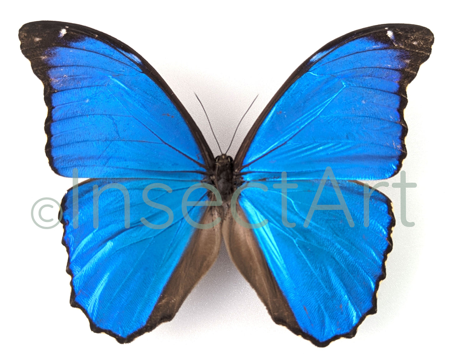 Morpho menelaus ♂  Schmetterling InsectArt