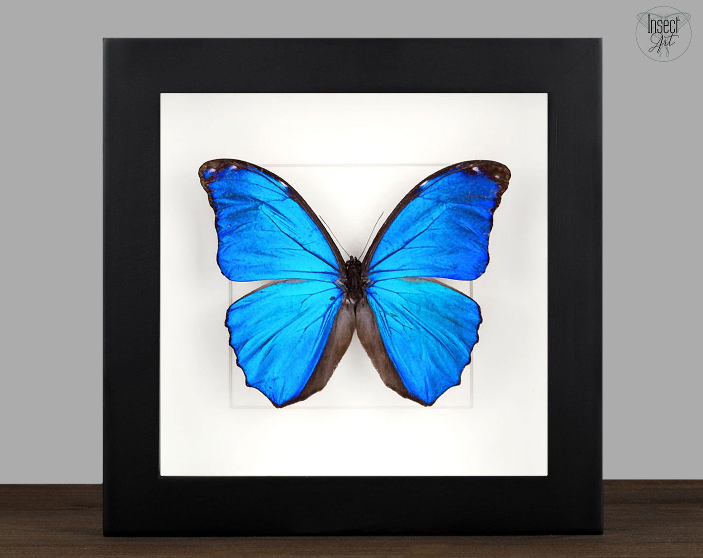 Morpho menelaus ♂  Schmetterling InsectArt