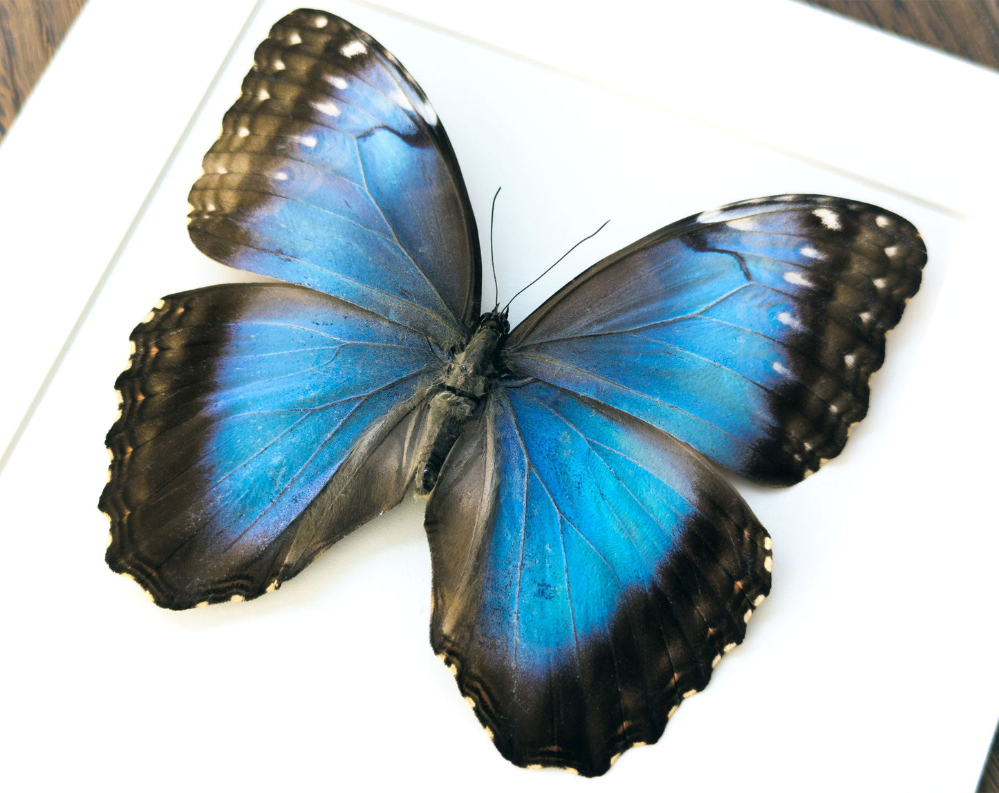 Morpho helenor ♀  Schmetterling InsectArt