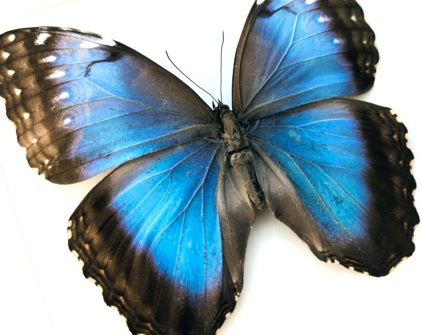 Morpho helenor ♀  Schmetterling InsectArt