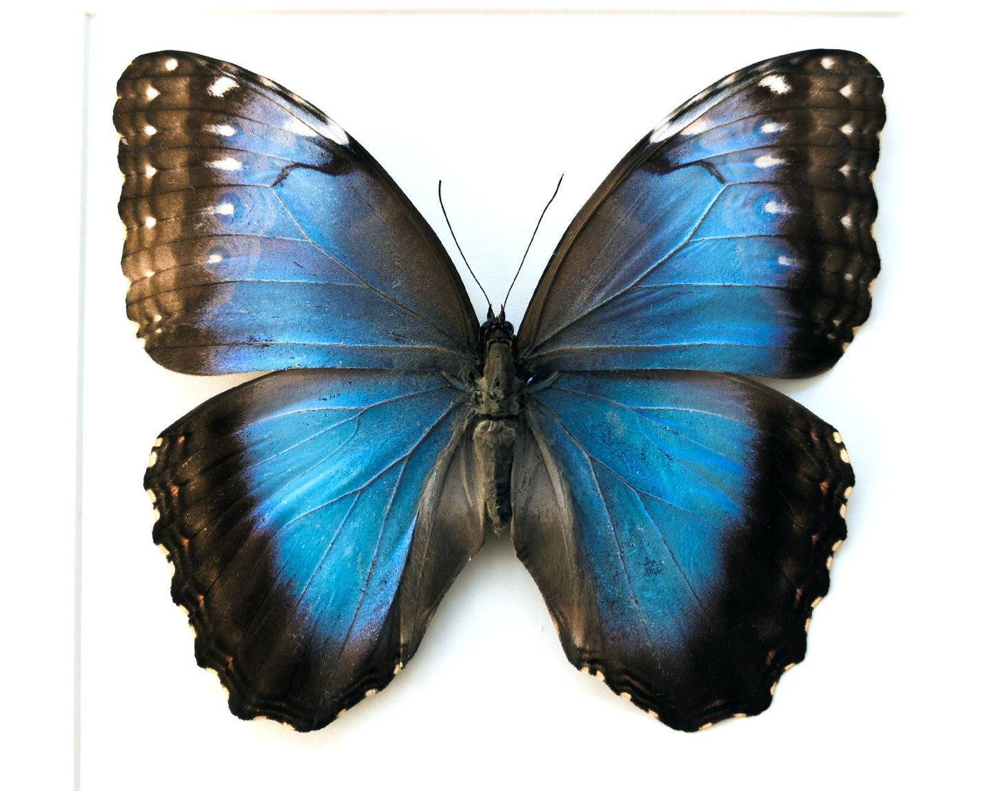 Morpho helenor ♀  Schmetterling InsectArt