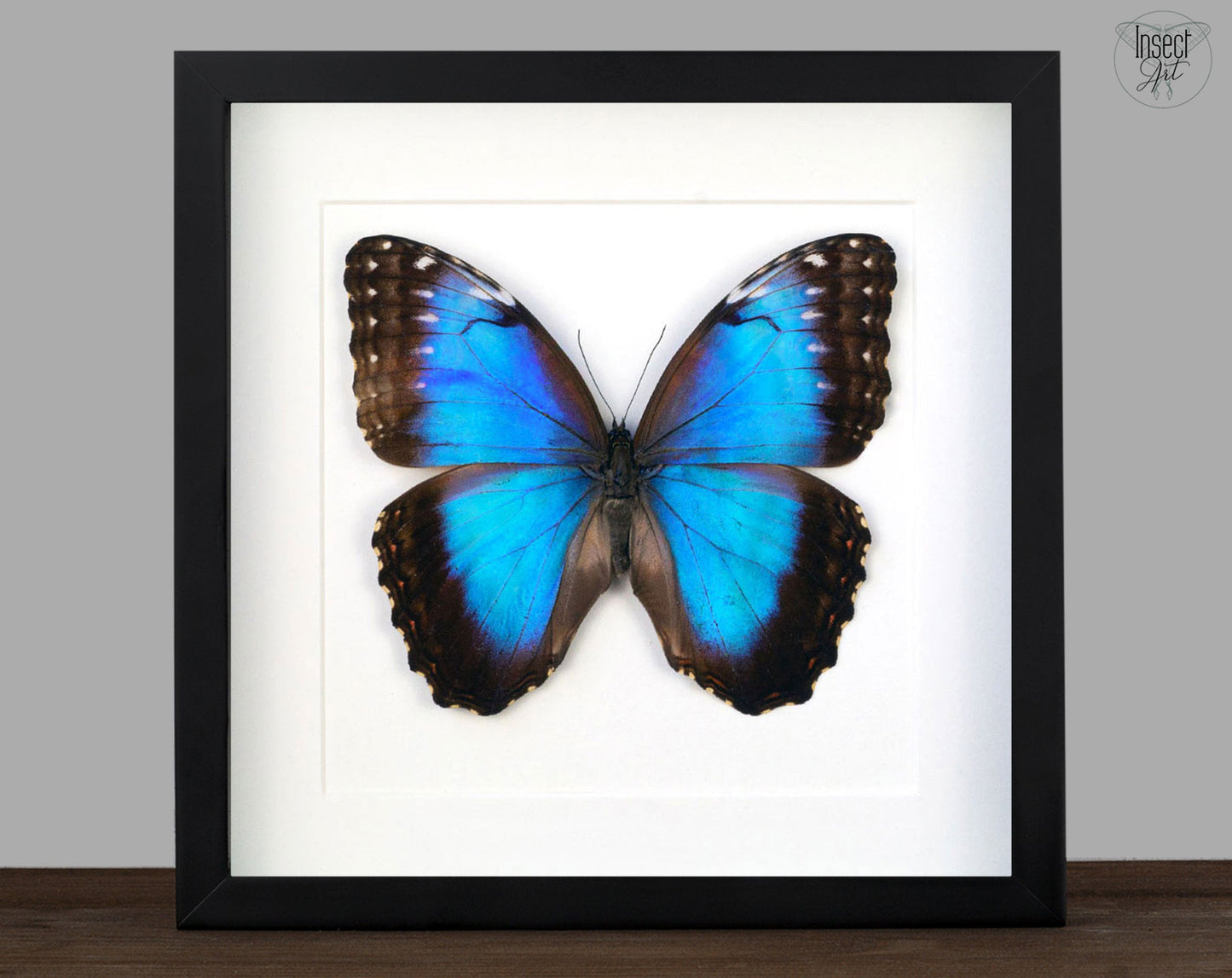 Morpho helenor ♀  Schmetterling InsectArt