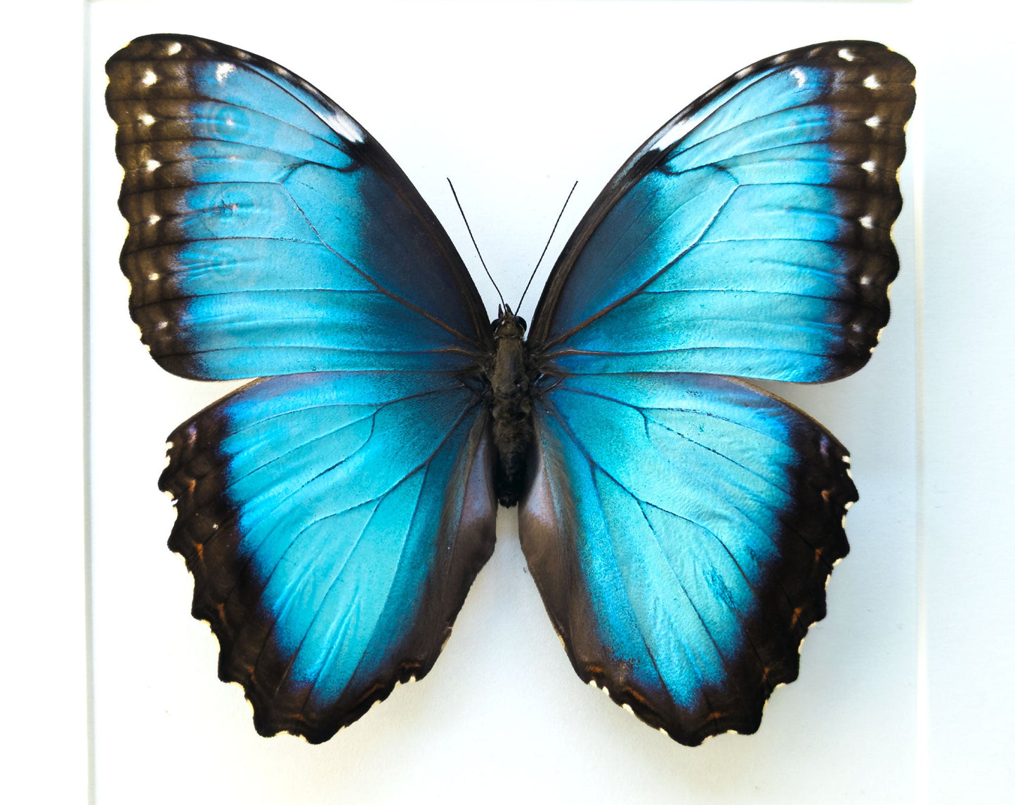Morpho helenor ♂  Schmetterling InsectArt