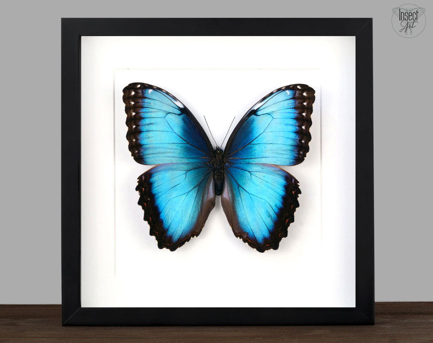 Morpho helenor ♂  Schmetterling InsectArt