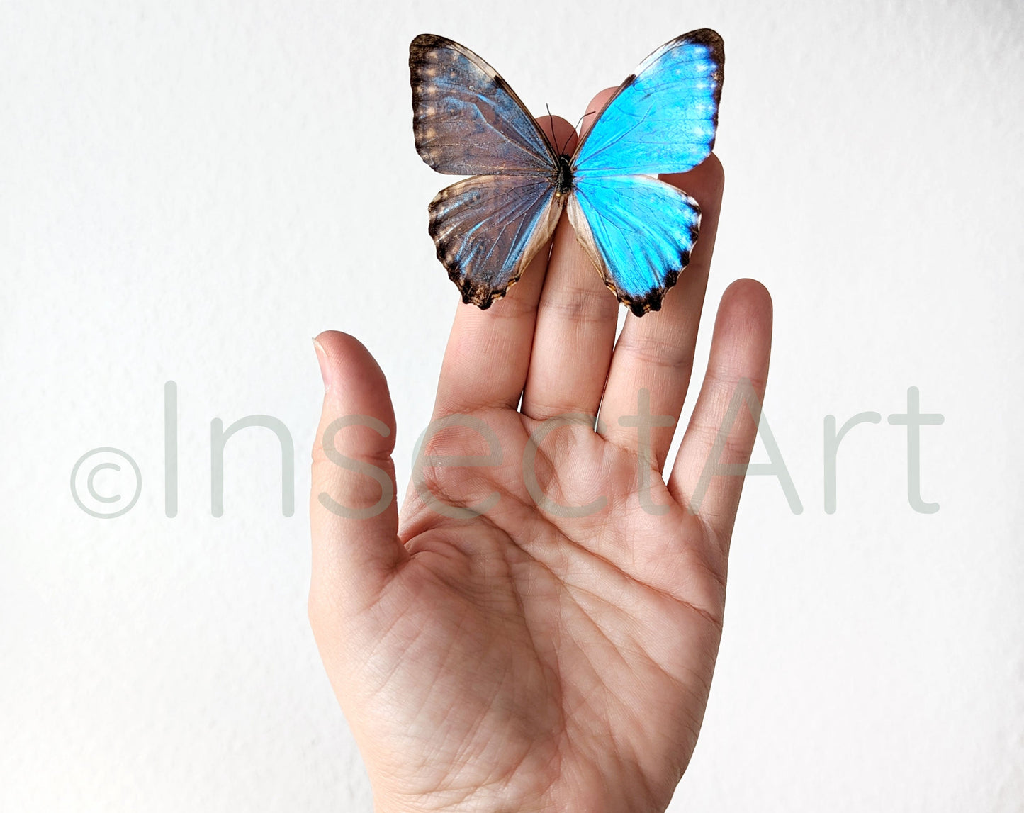 Morpho portis ♂  Schmetterling InsectArt