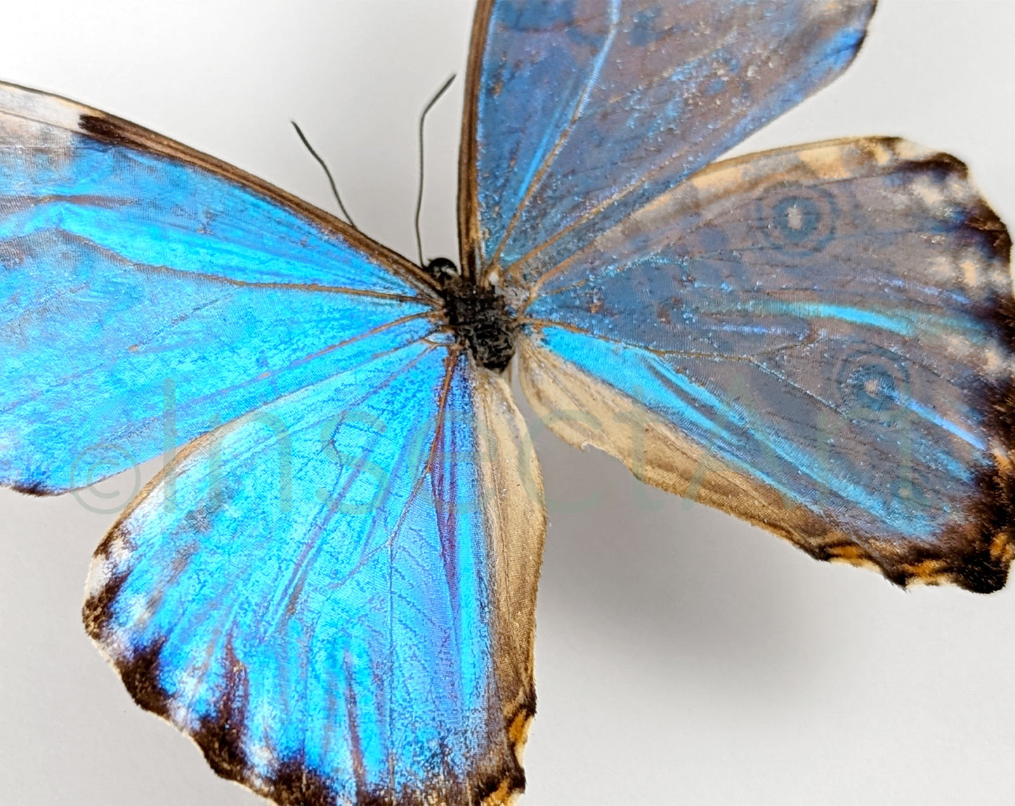 Morpho portis ♂  Schmetterling InsectArt