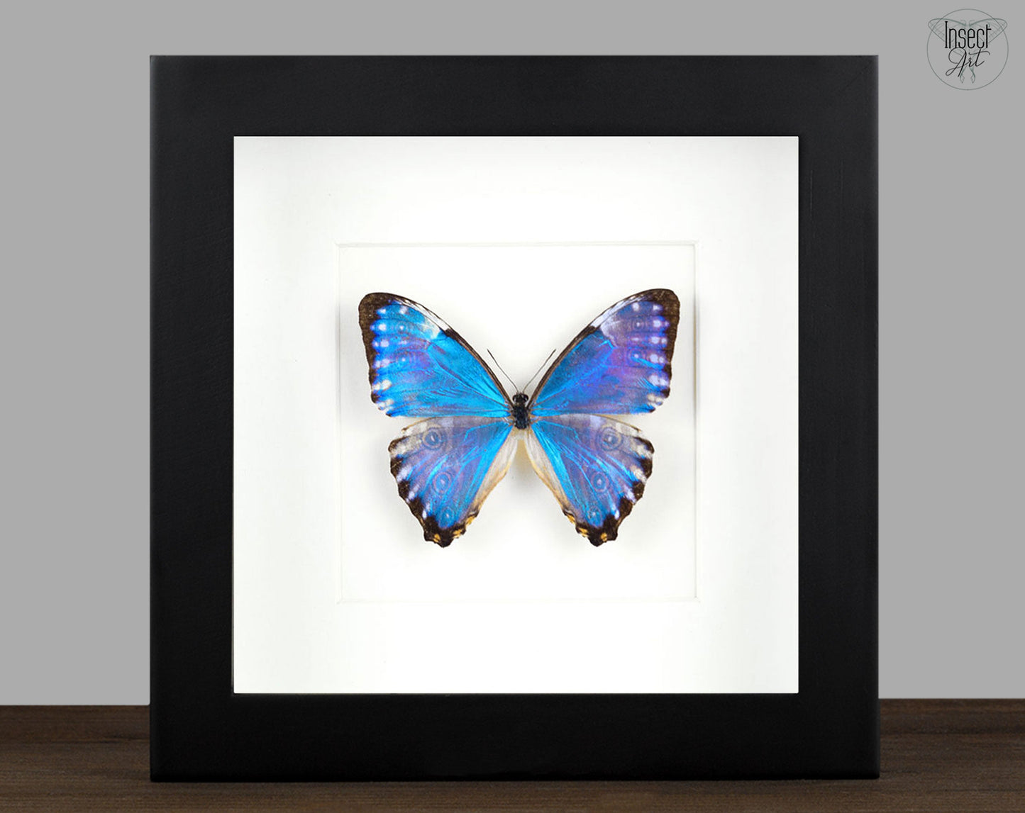 Morpho portis ♂  Schmetterling InsectArt