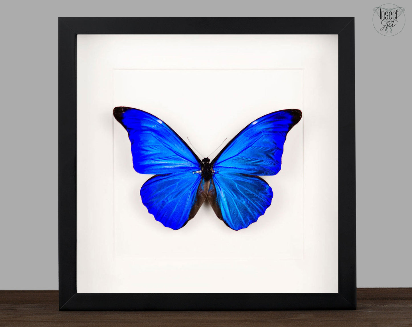 Morpho rhetenor ♂  Schmetterling InsectArt
