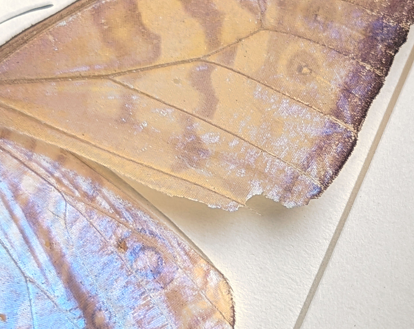 Morpho sulkowskyi Männchen A2, präparierter Schmetterling im Rahmen