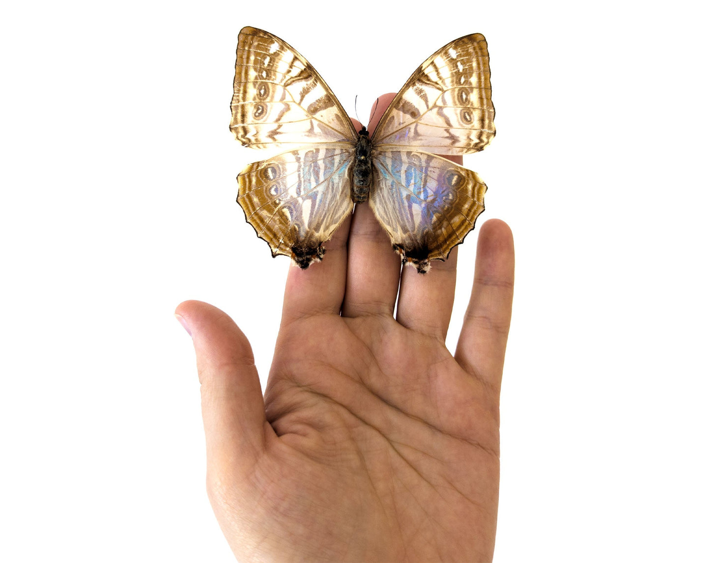 Morpho sulkowsky ♀  Schmetterling InsectArt