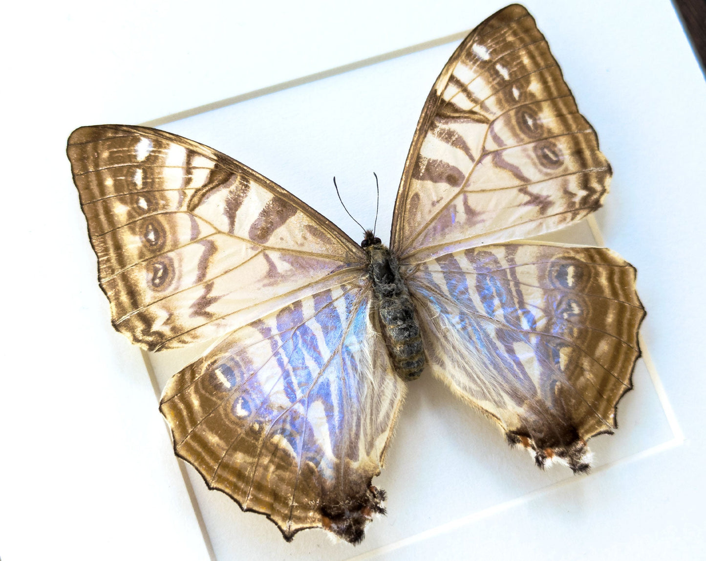 Morpho sulkowsky ♀  Schmetterling InsectArt