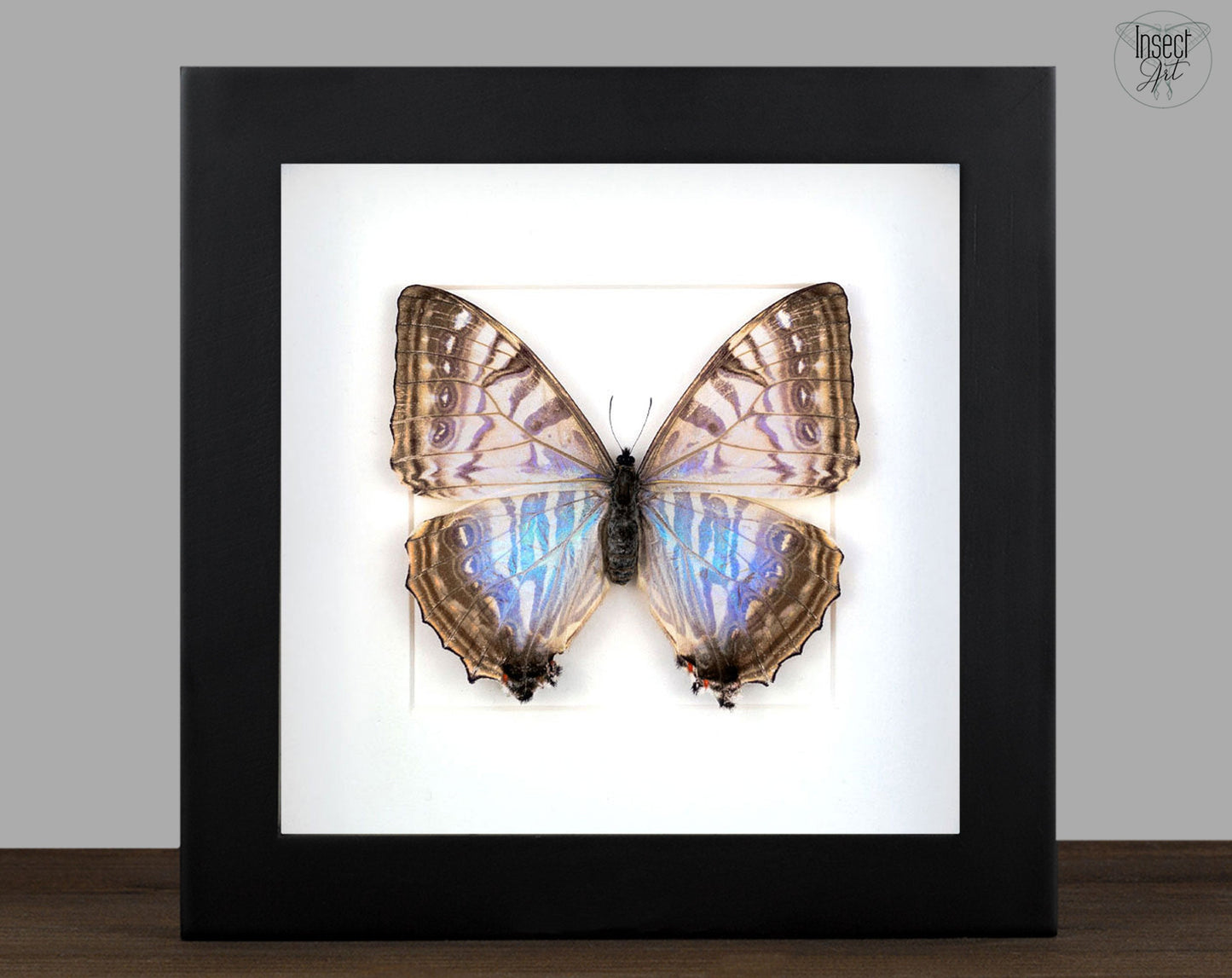 Morpho sulkowsky ♀  Schmetterling InsectArt