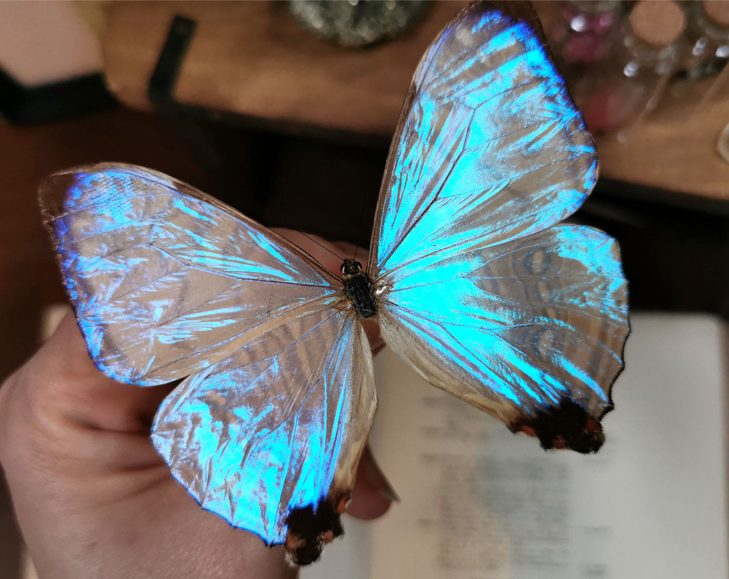 Morpho sulkowskyi ♂  Schmetterling InsectArt