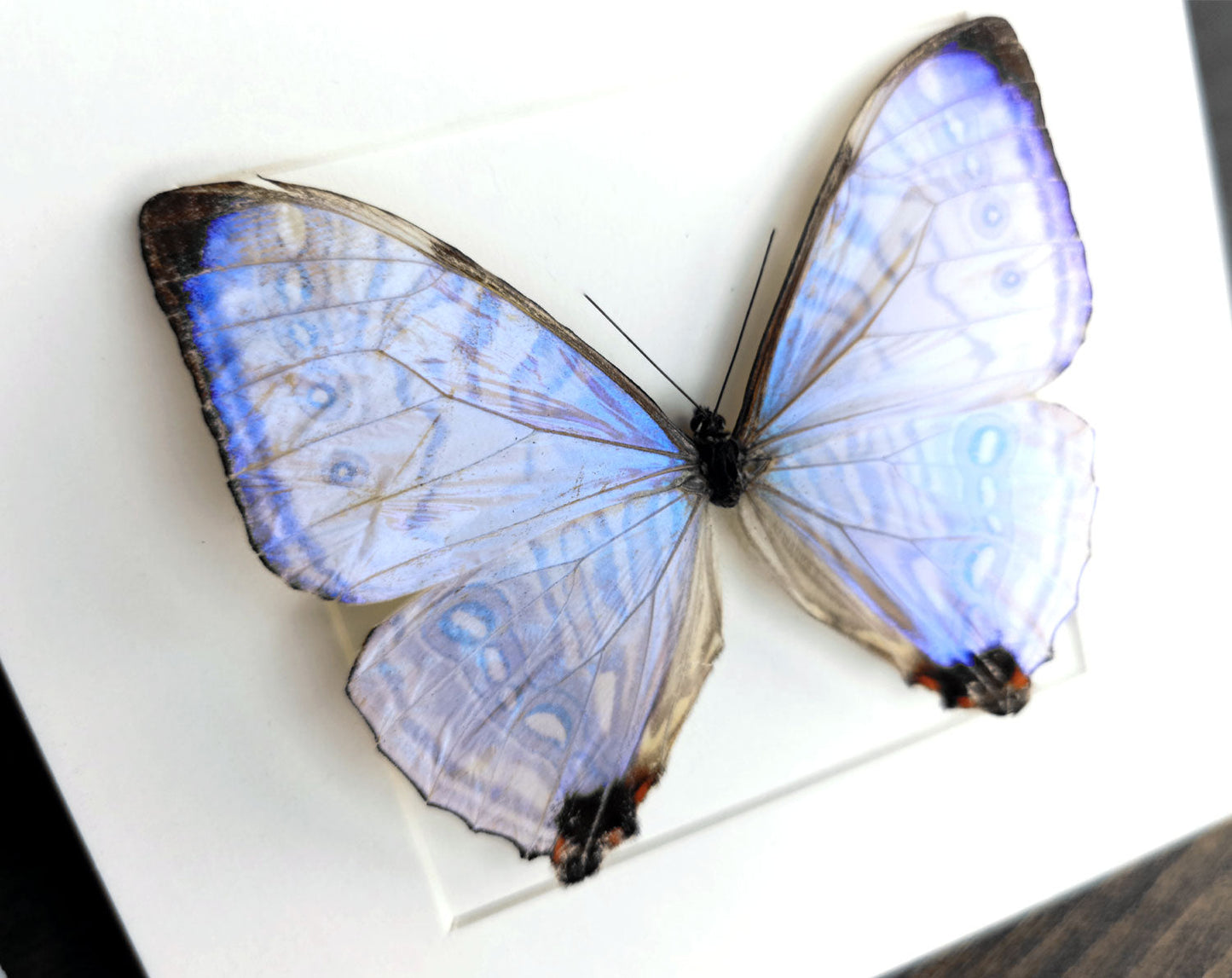 Morpho sulkowskyi ♂  Schmetterling InsectArt