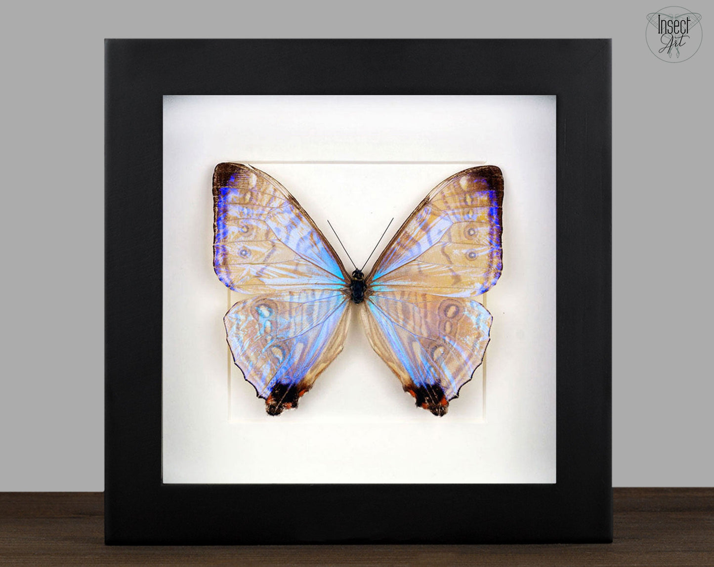 Morpho sulkowskyi ♂  Schmetterling InsectArt