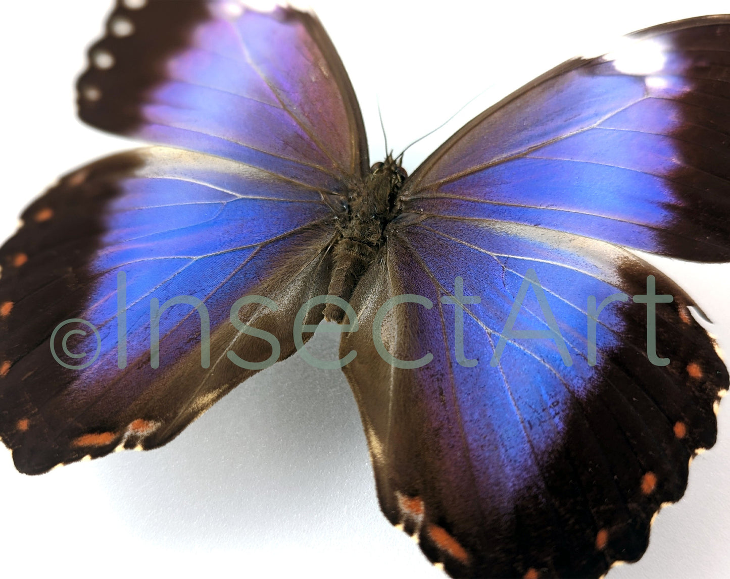 Morpho violacea ♂  Schmetterling InsectArt