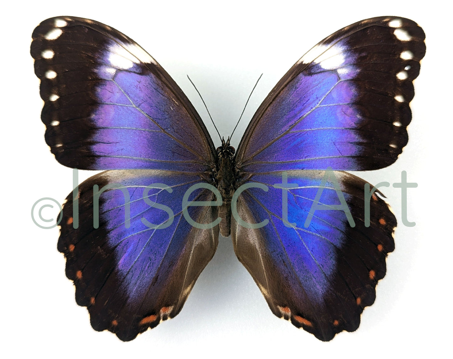 Morpho violacea ♂  Schmetterling InsectArt