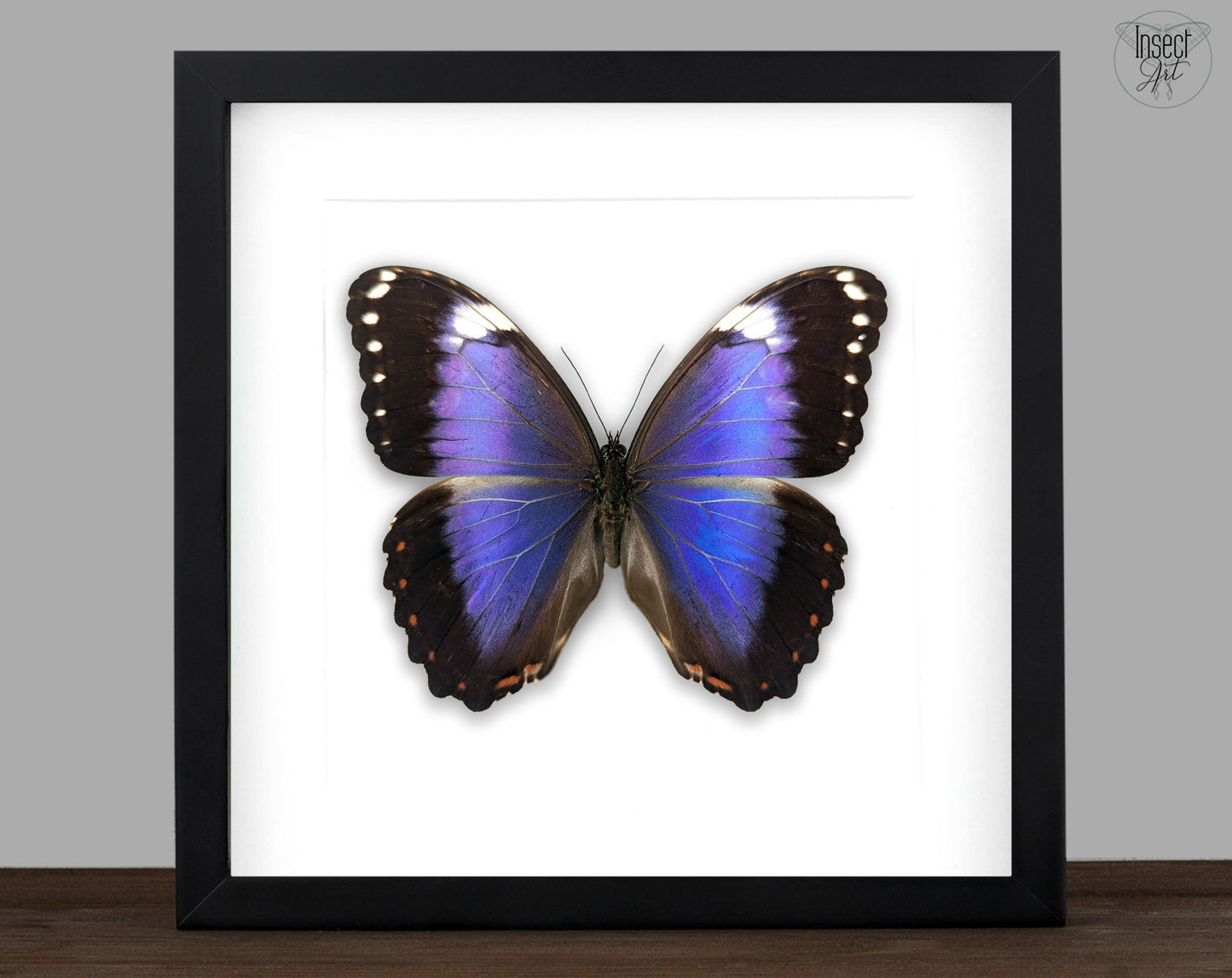 Morpho violacea ♂  Schmetterling InsectArt