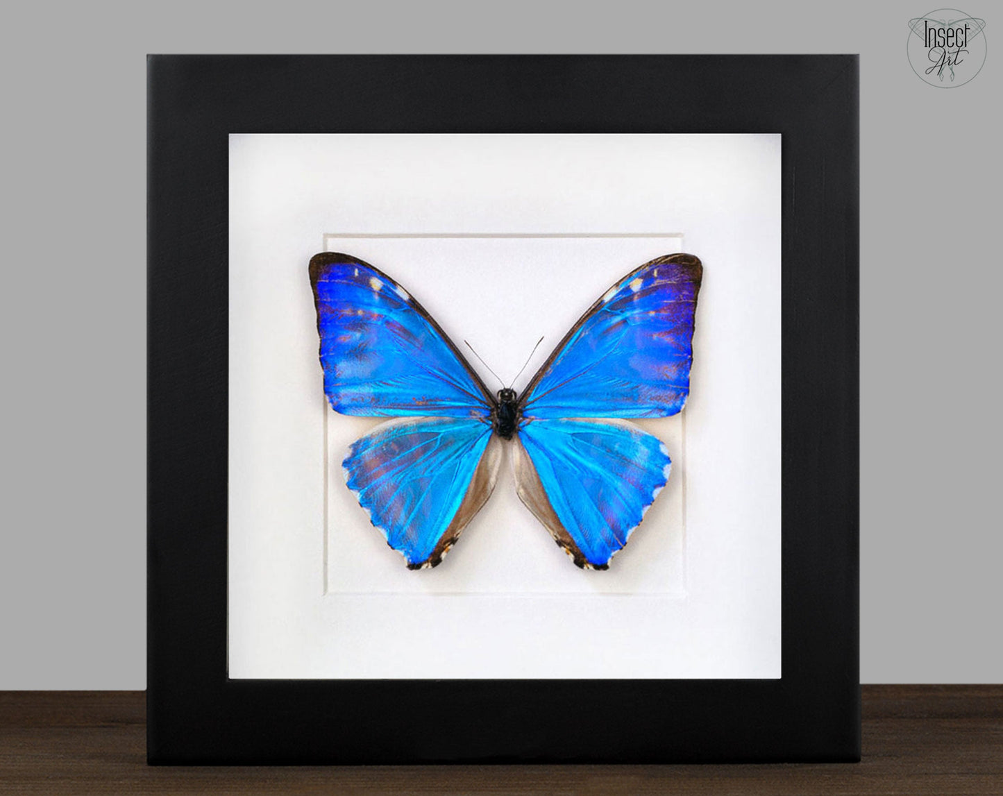 Morpho zephyritis ♂  Schmetterling InsectArt