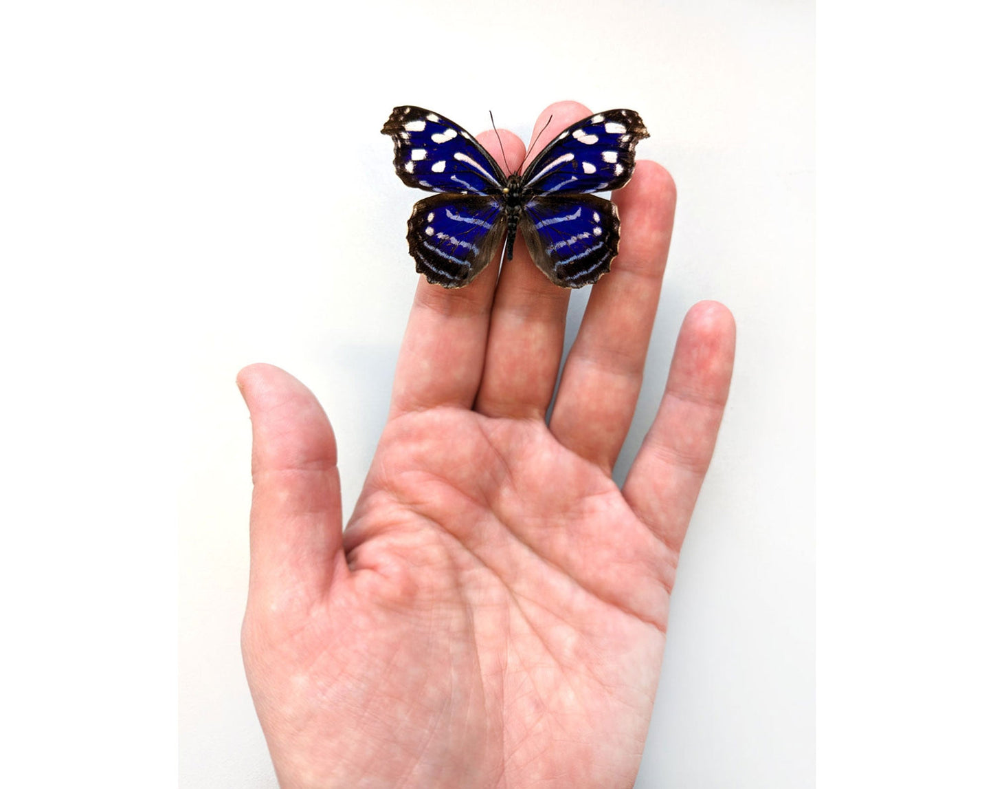 Myscelia cyaniris  Schmetterling InsectArt