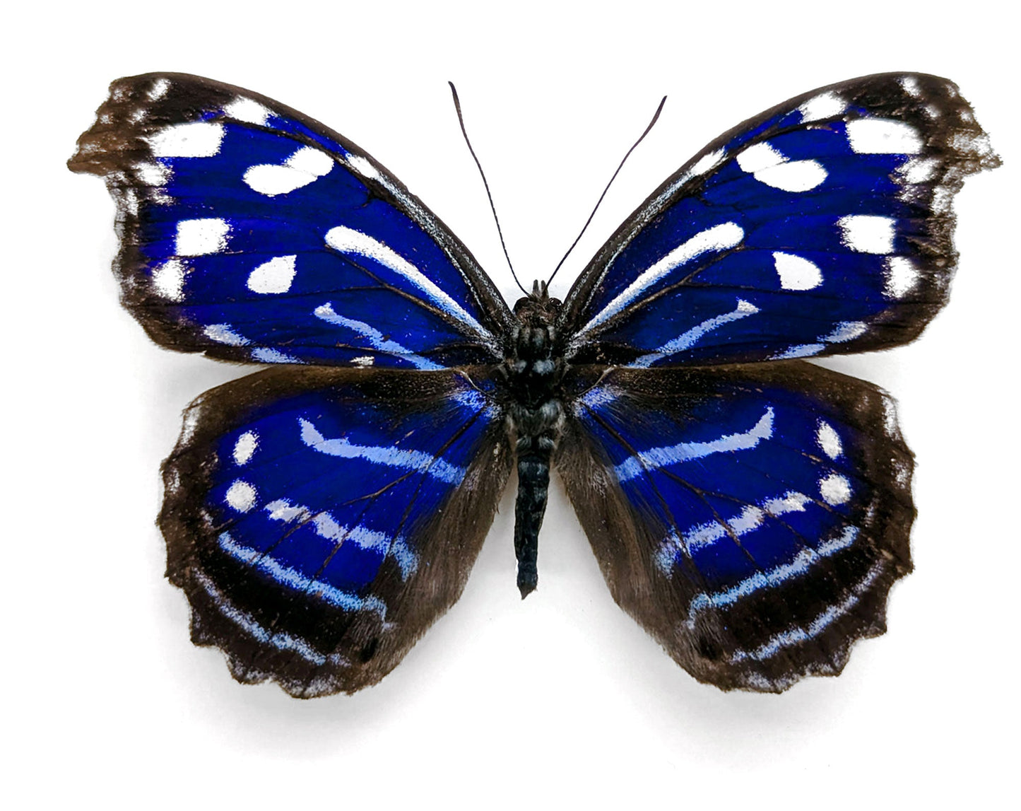 Myscelia cyaniris  Schmetterling InsectArt