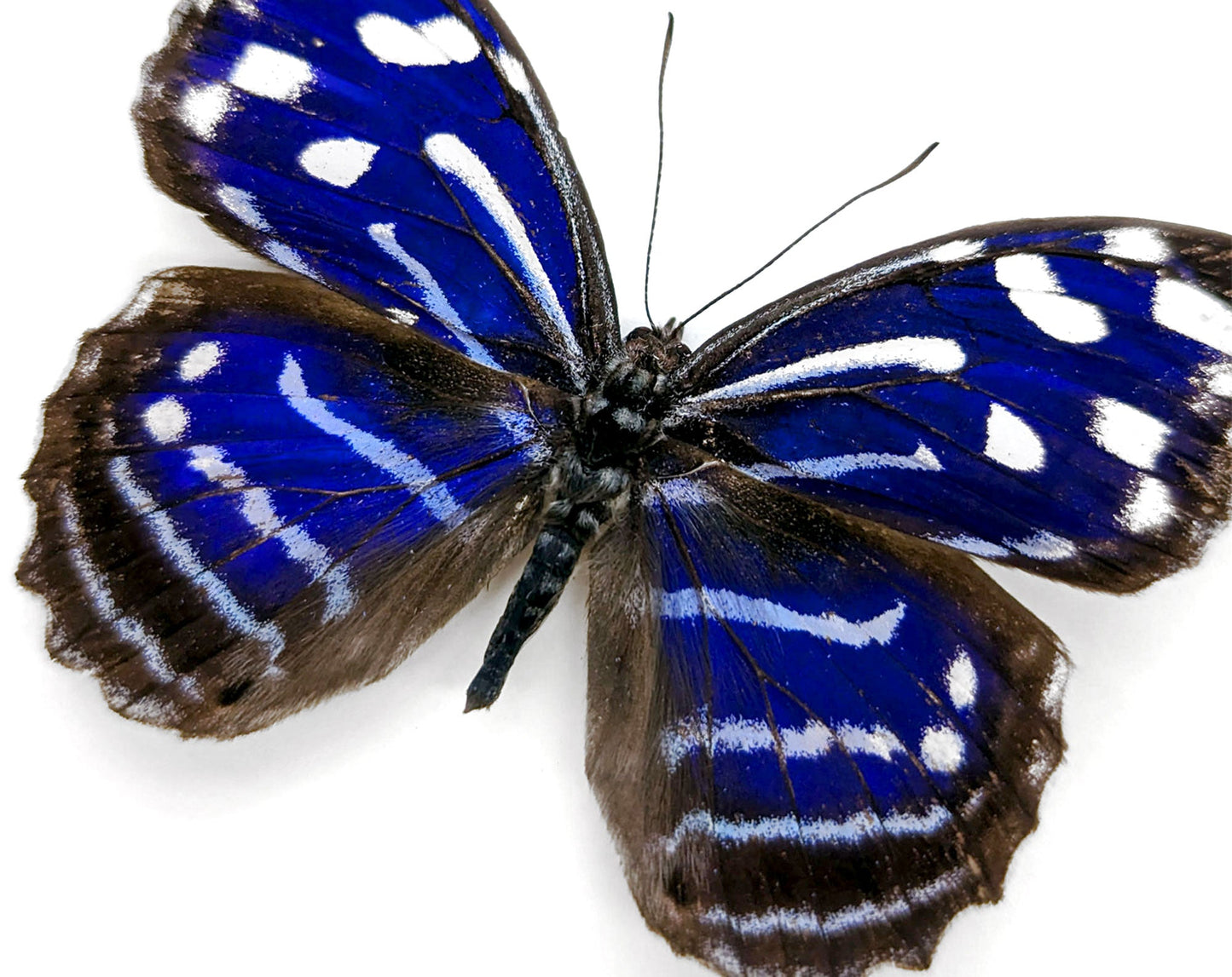 Myscelia cyaniris  Schmetterling InsectArt