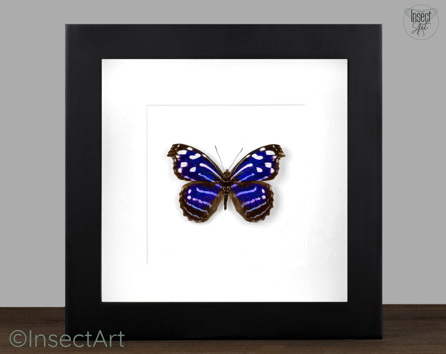 Myscelia cyaniris  Schmetterling InsectArt