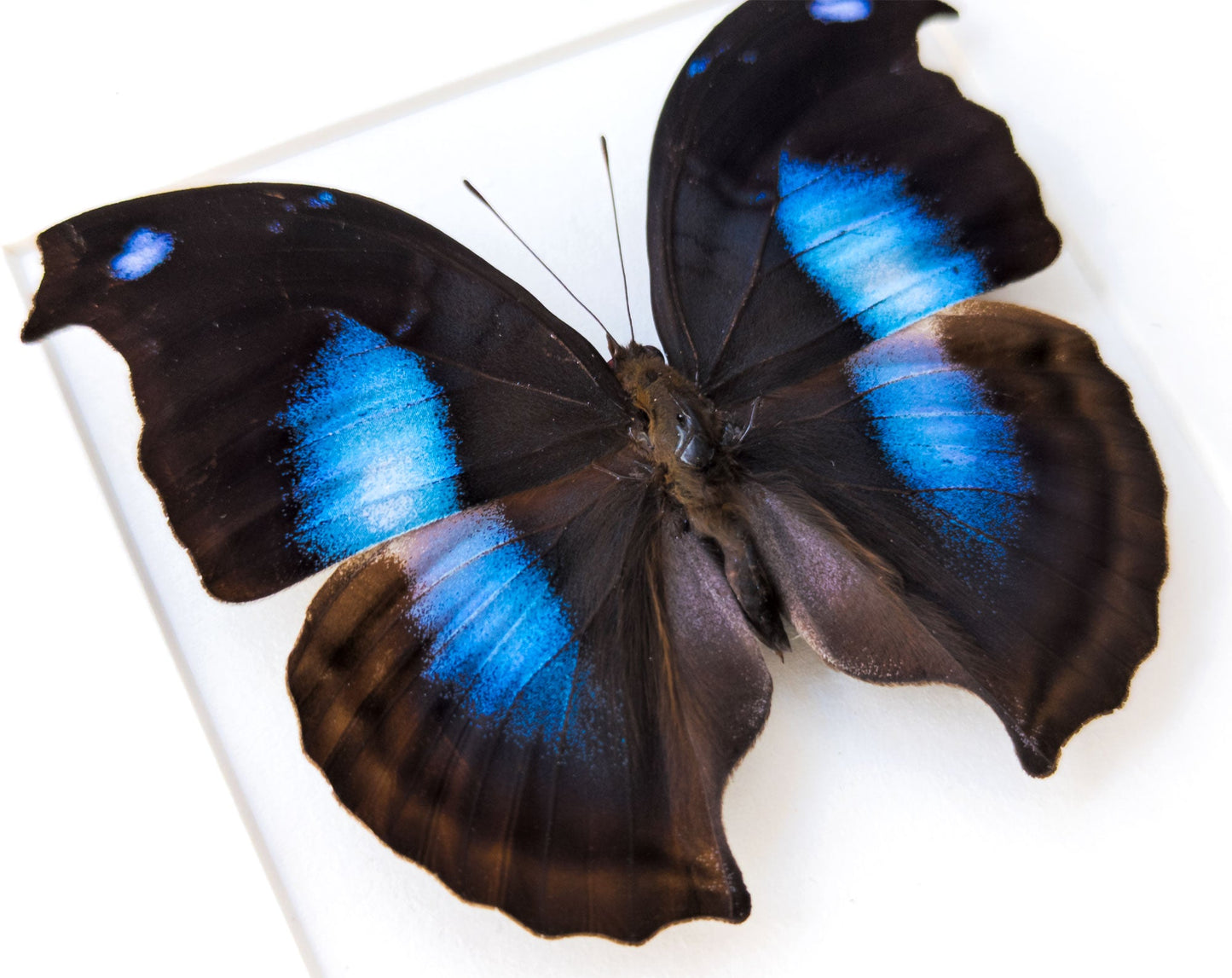 Napeocles jucunda  Schmetterling InsectArt