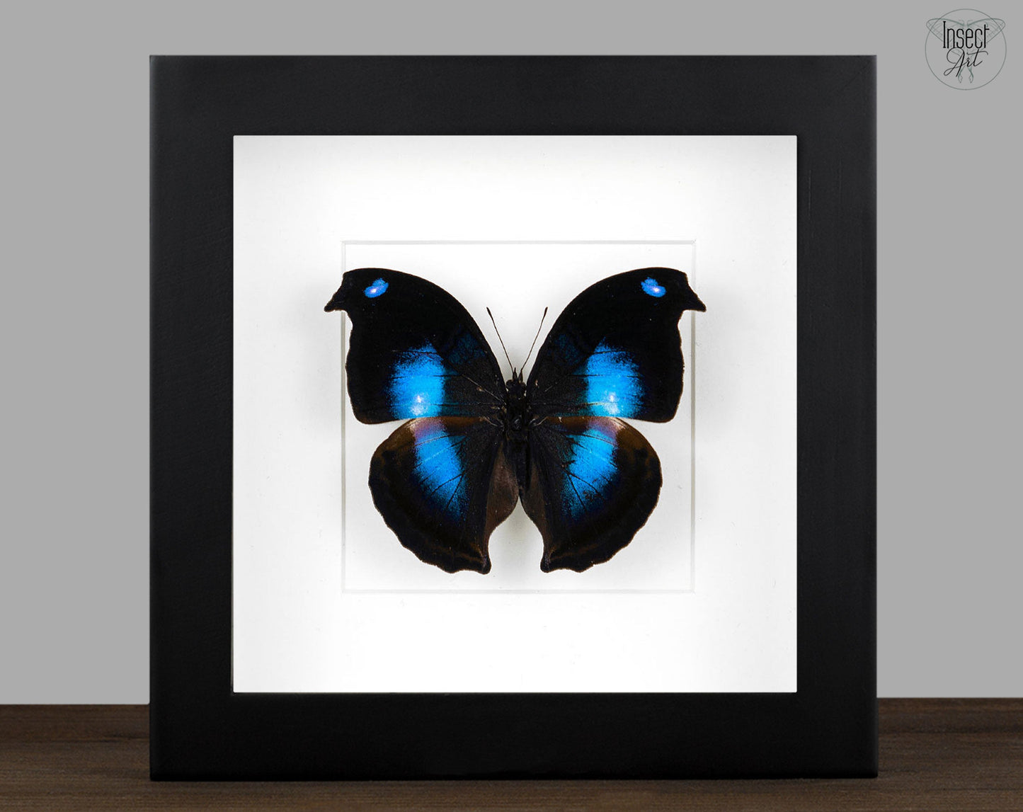 Napeocles jucunda  Schmetterling InsectArt