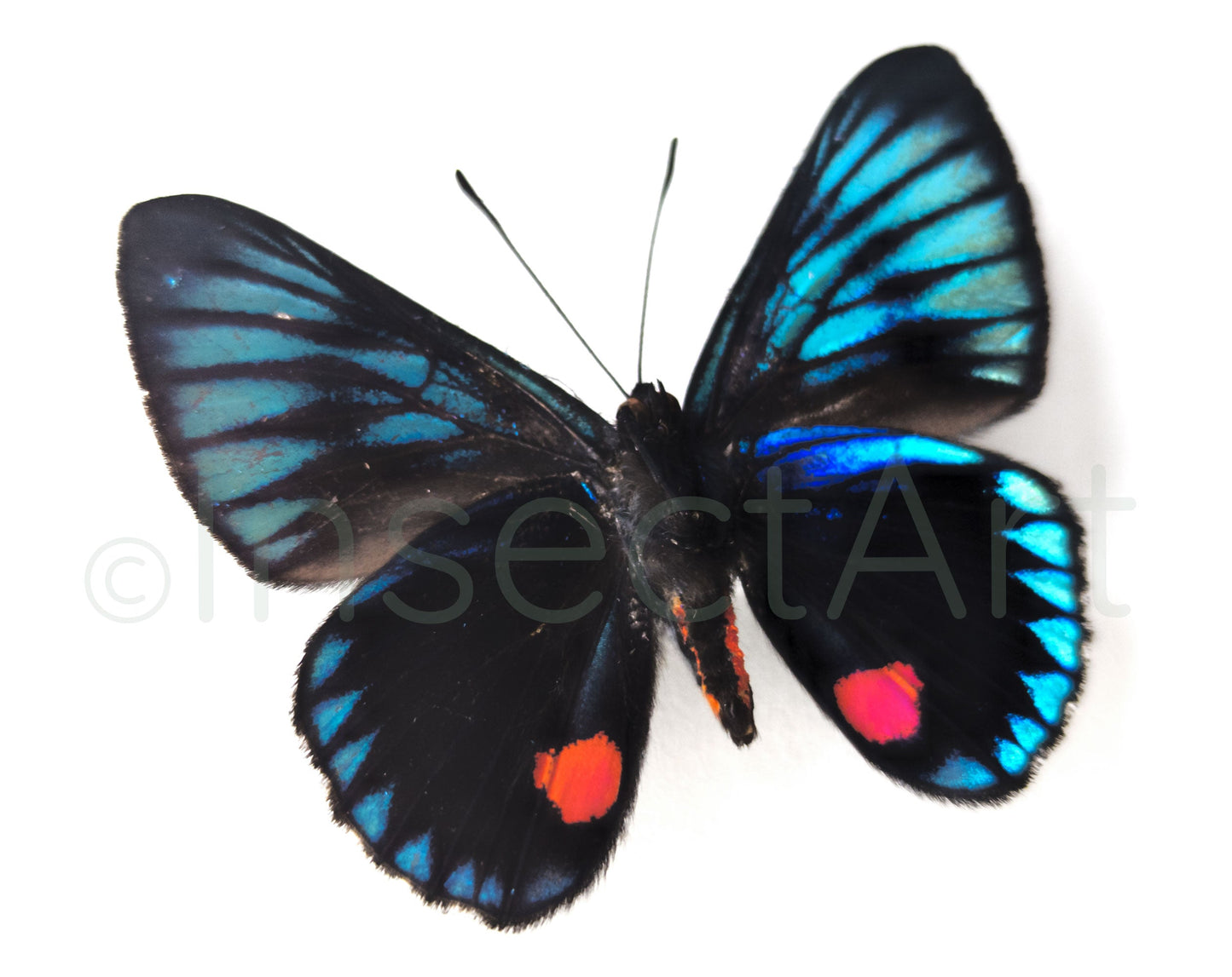 Necyria duellona  Schmetterling InsectArt