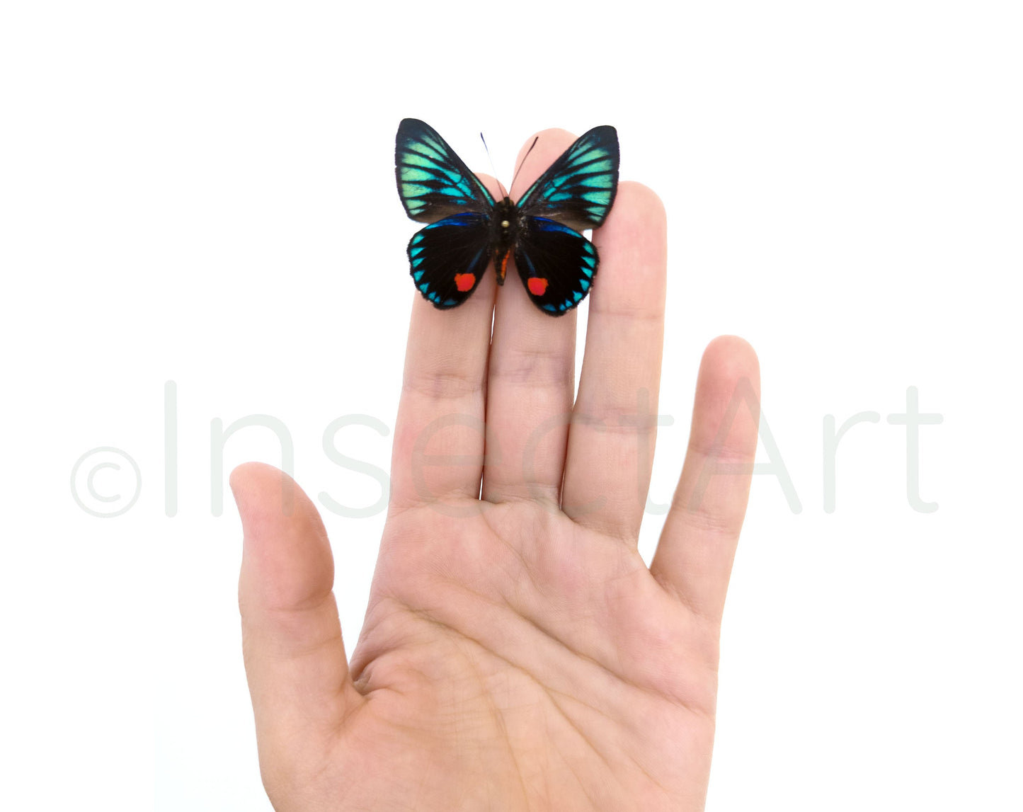 Necyria duellona  Schmetterling InsectArt