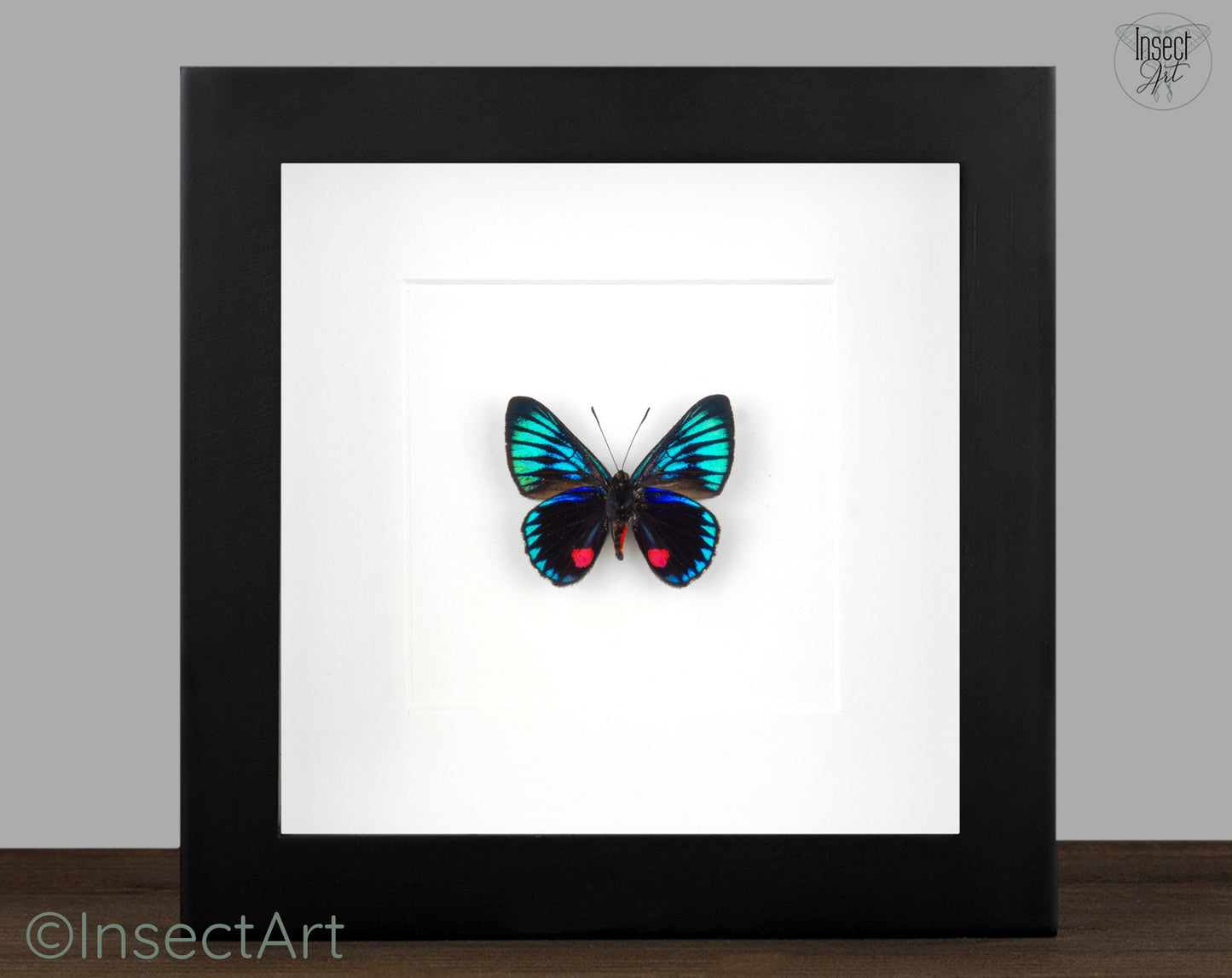 Necyria duellona  Schmetterling InsectArt